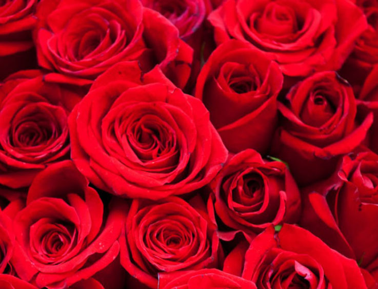 Valentine Roses