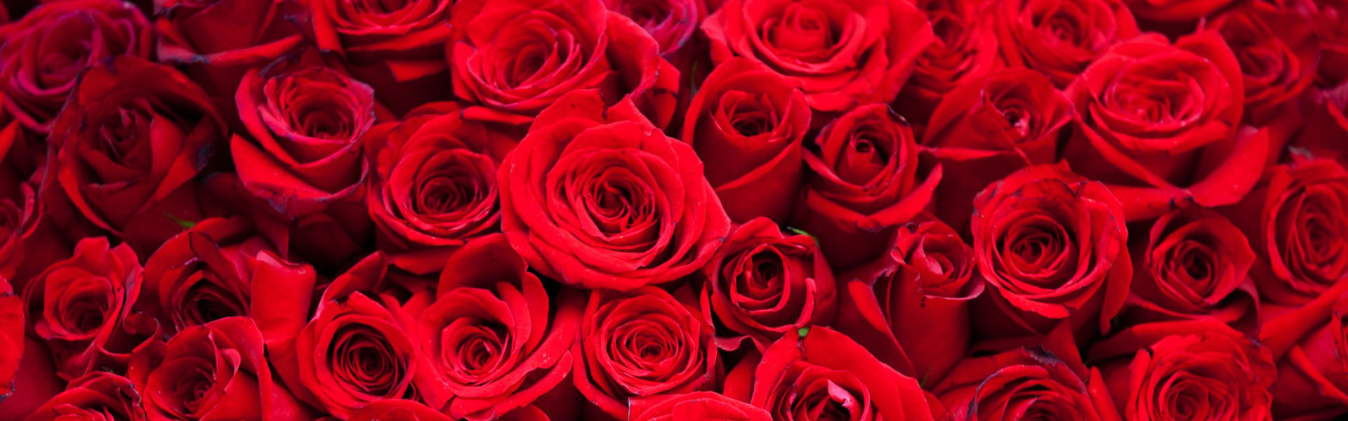 Valentine Roses